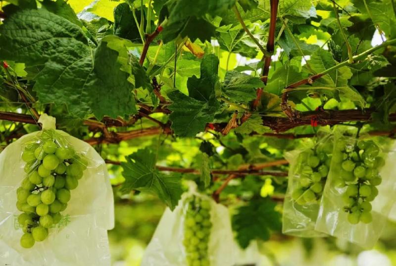 国家地理标志认证的清徐葡萄