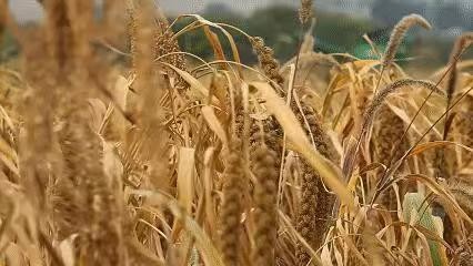 黄灿灿小米500g*1包