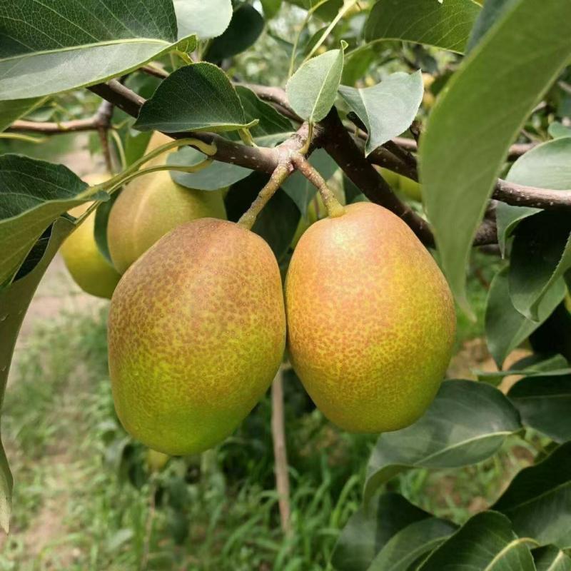 和帅红香酥梨清甜多汁