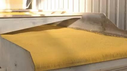 软糯香甜美味可口小米 500g*1包