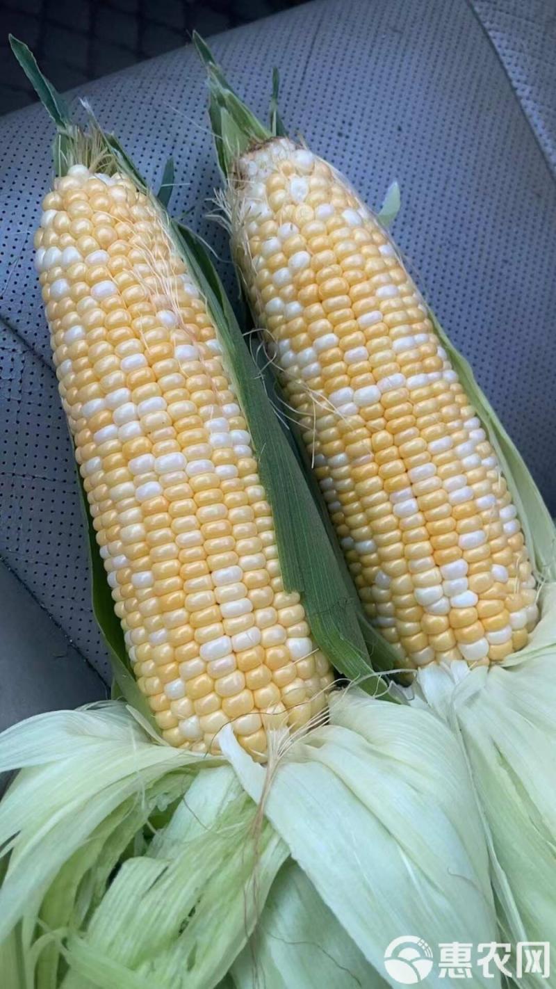 可以生吃的水果玉米，欢迎品尝！