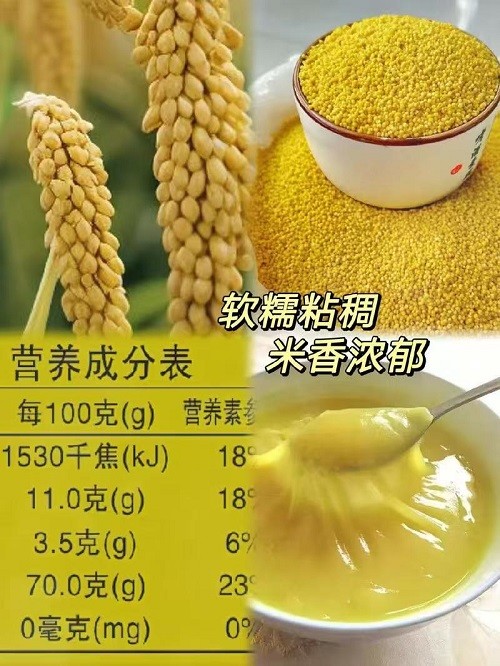 沁州黄小米