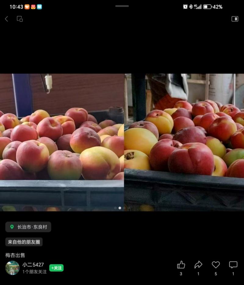 五科梅杏