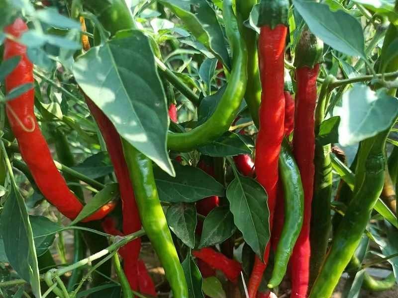 【革妹子】鲜辣椒酱长治特产鲜香适口低盐少油无糖传统工艺180g