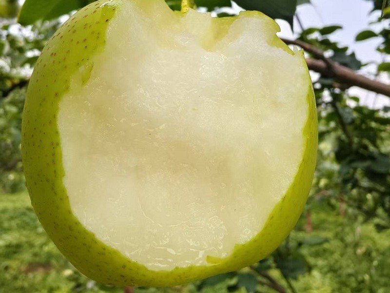 【川之蕴】皇冠梨