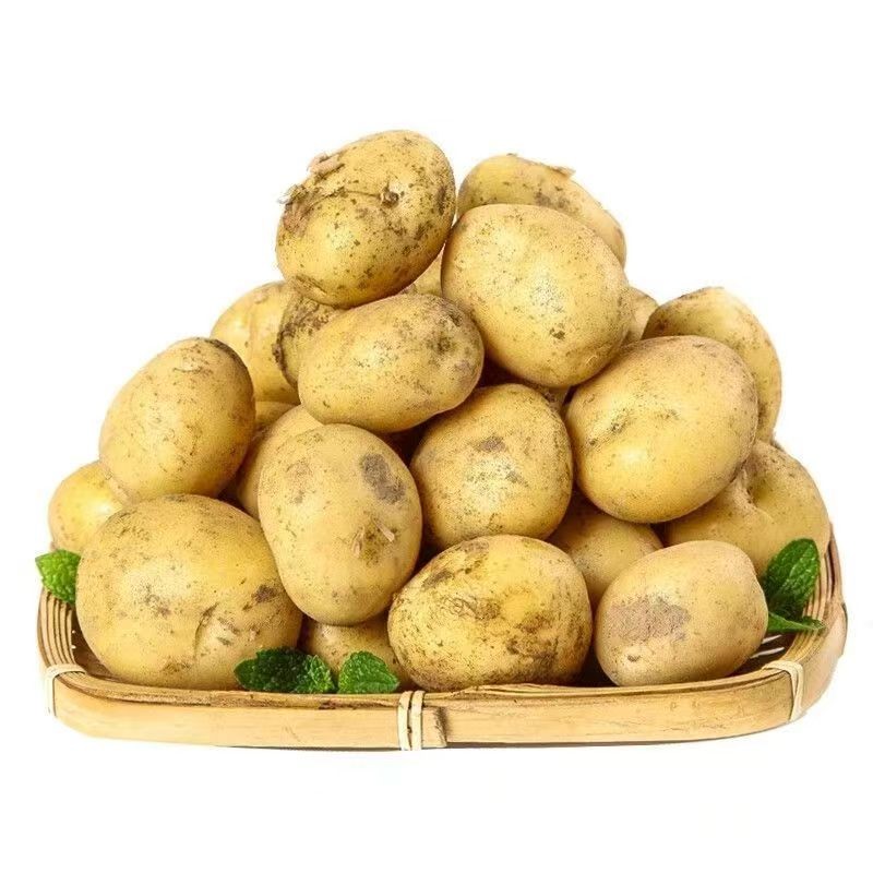 新鲜黄心沙土豆