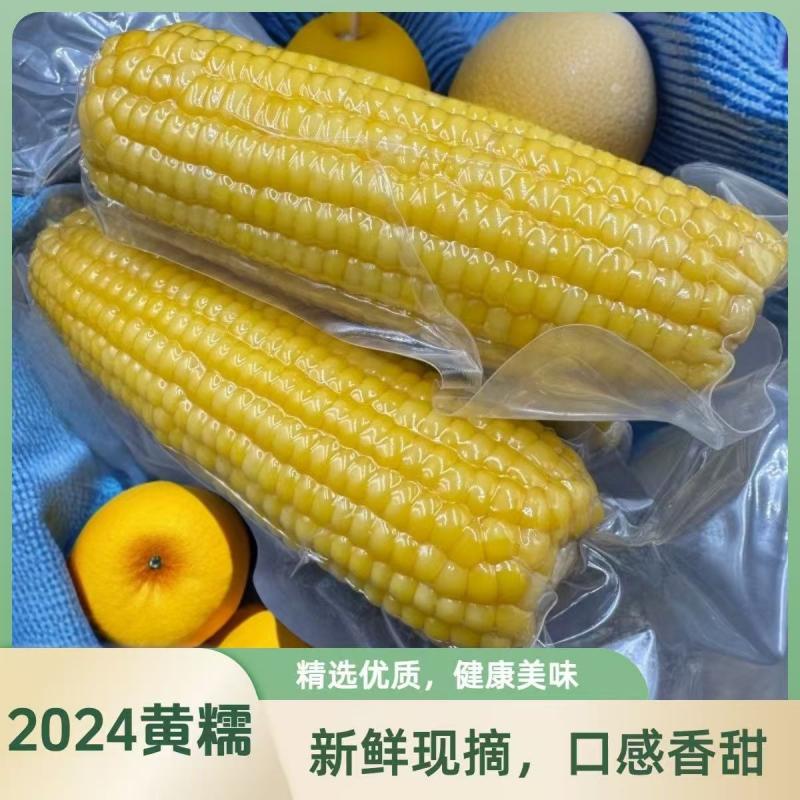 东北真空糯玉米 新鲜黏玉米棒 即食粗粮早餐 整箱产地直发