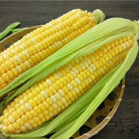 新鲜玉米5个（1200g-1300g）