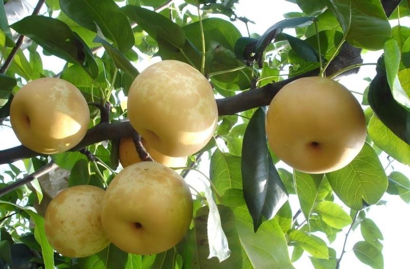 山西特产晋蜜梨5斤装 当季新鲜水果 细脆多汁浓甜带香 现摘现发