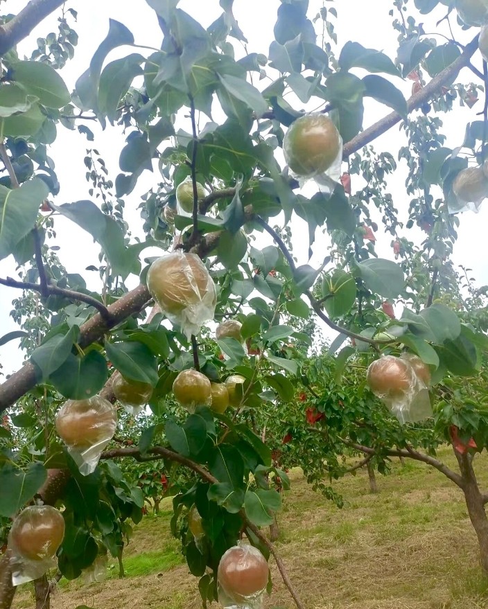 山西特产晋蜜梨5斤装 当季新鲜水果 细脆多汁浓甜带香 现摘现发