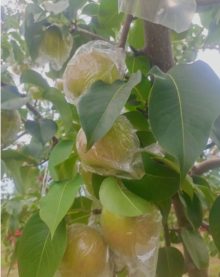 山西特产晋蜜梨5斤装 当季新鲜水果 细脆多汁浓甜带香 现摘现发