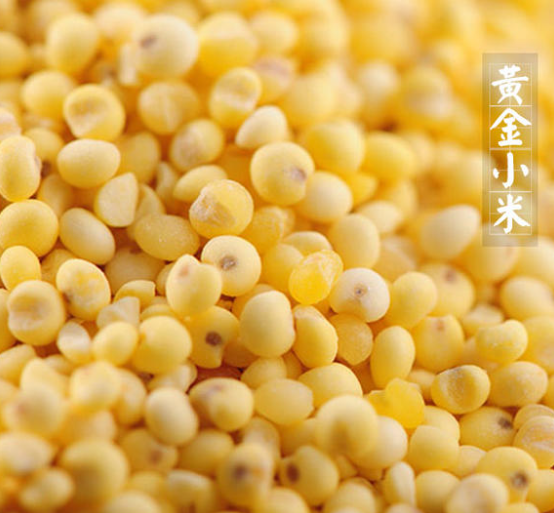 【晋谷源】沁州黄小米古法种植颗粒饱满易熬煮长治特产 500g