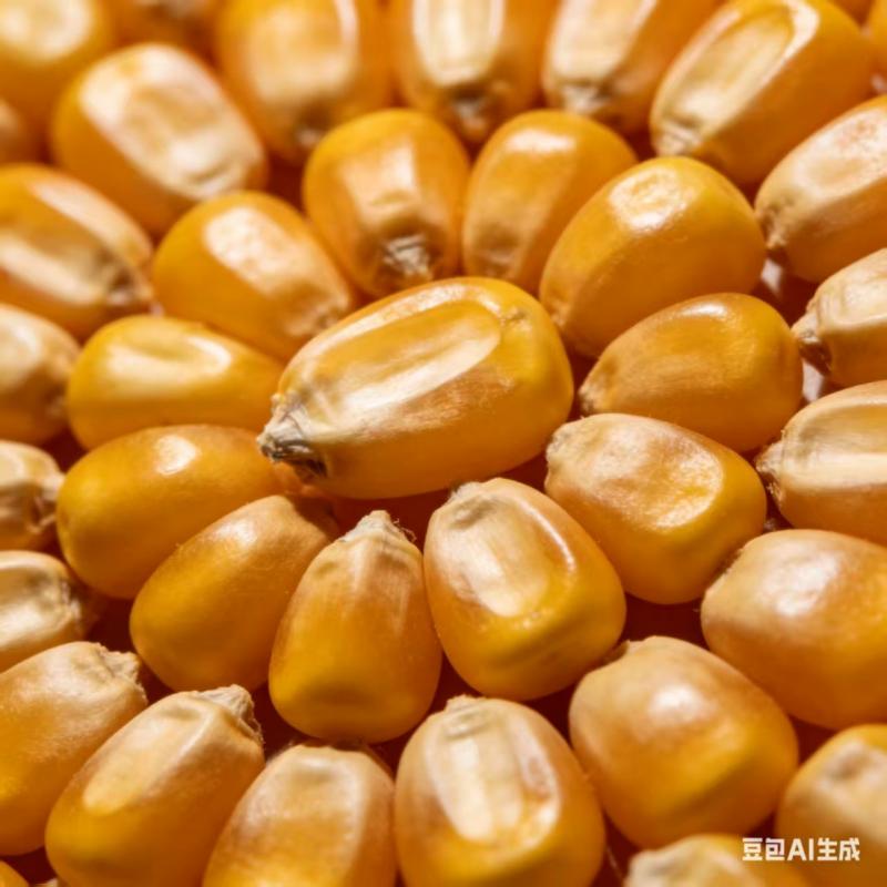 高产抗到玉米种子抗病耐密杂交玉米种春播夏播大田专用