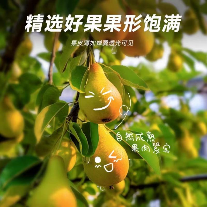 运城香酥梨