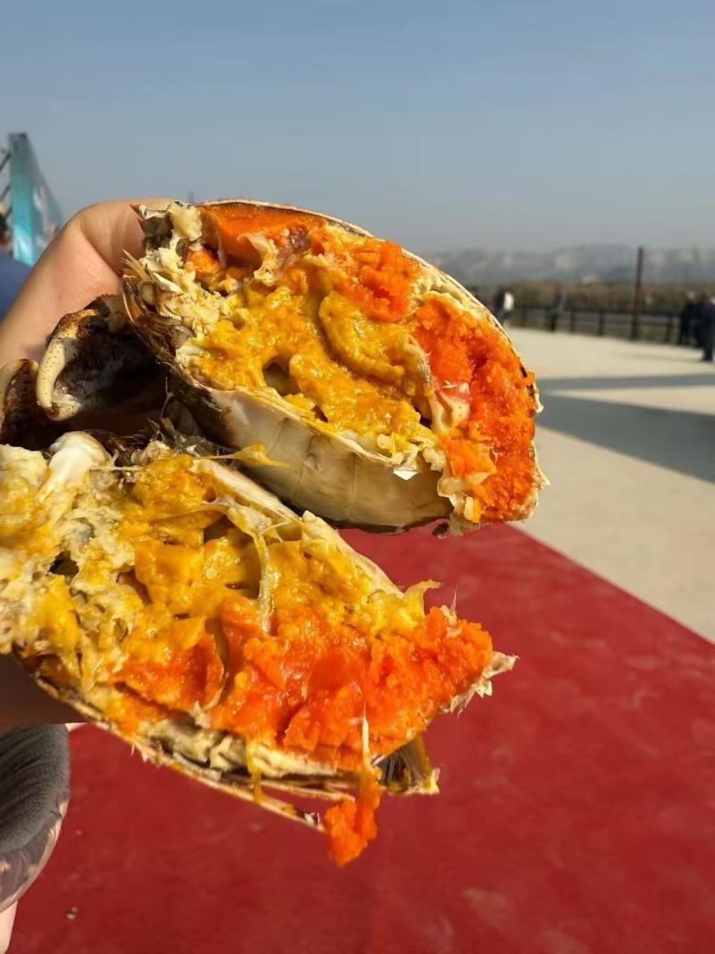 【山西薛公黄河大闸蟹薛公黄河大闸蟹】 肉质鲜甜 天然黄河水养殖 膏肥黄满 3两公母*8只 