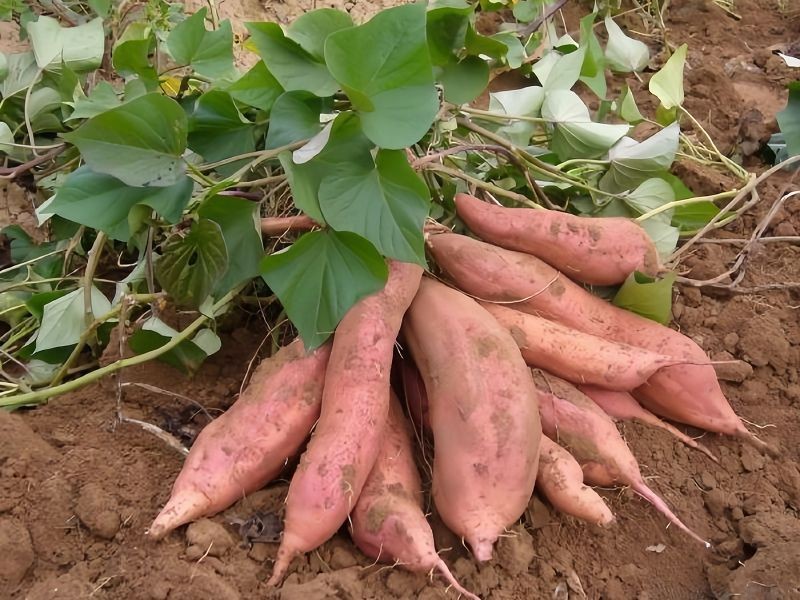 山西晋城特产·北义城富硒红薯 红黏土生长 软糯香甜会流蜜 国家地理标志产品 产地直销