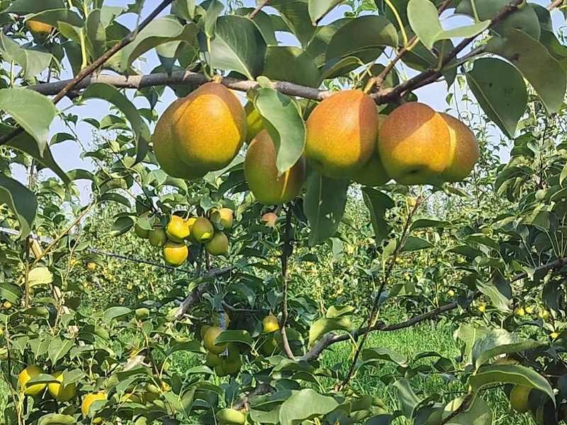 运城红香酥梨。脆甜香润，精选现摘，可开发票，坏果包赔5斤