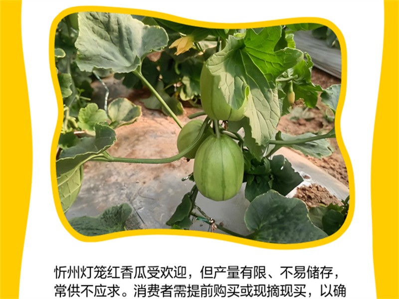 【忻州义井】正宗头茬灯笼红香瓜新鲜水果当季现摘现卖香瓜脆瓜3斤装5斤装多种规格可选坏果包赔