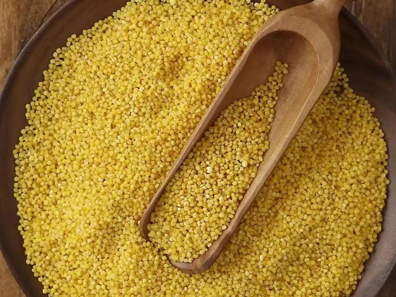 正宗沁水自产小米