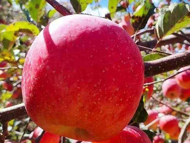 【虞柿红】苹果醋 纯果酿造、0蔗糖 100ml