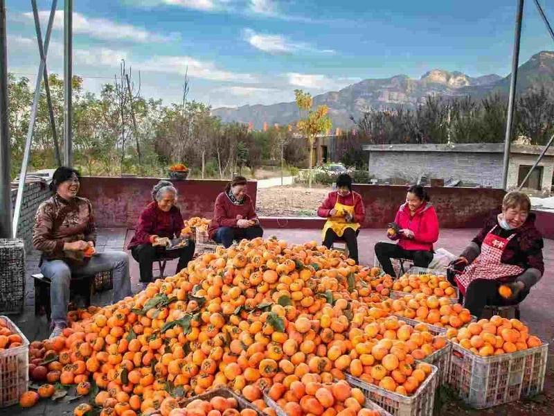 【虞柿红】苹果醋 纯果酿造、0蔗糖 100ml