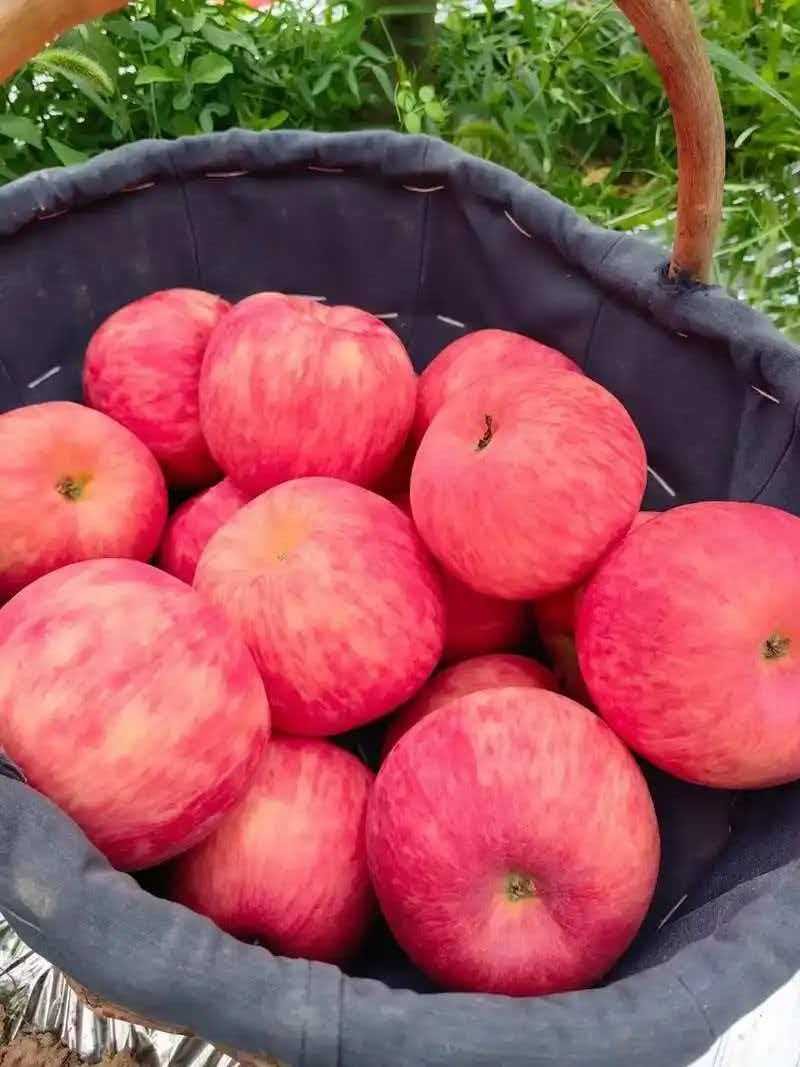 纯绿色种植，直接从田间到餐桌