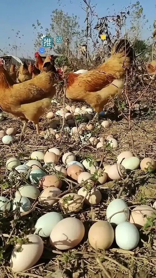 农家鸡蛋