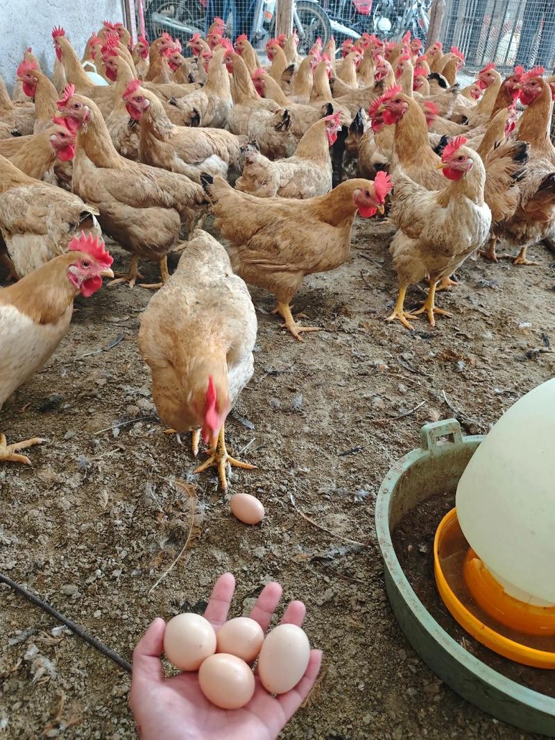 农家鸡蛋