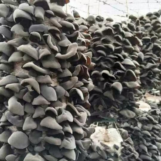 蘑菇