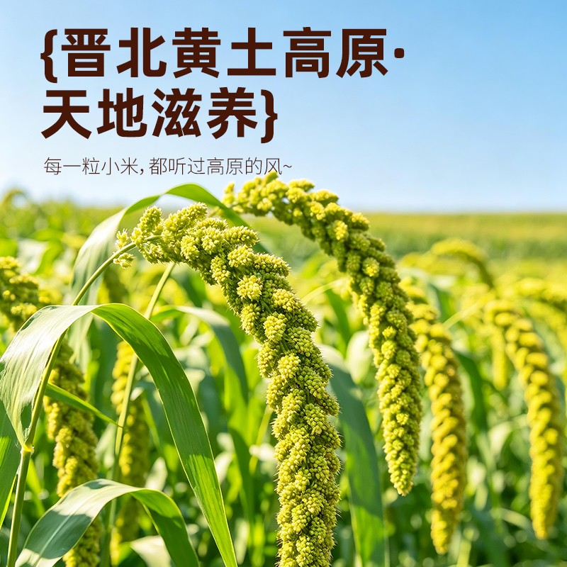西丛胚芽芽小米
