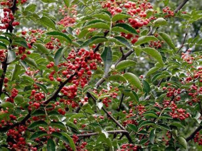 本地特产 当季新鲜花椒 颗粒饱满80克