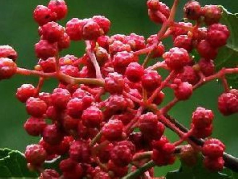 本地特产 当季新鲜花椒 颗粒饱满80克