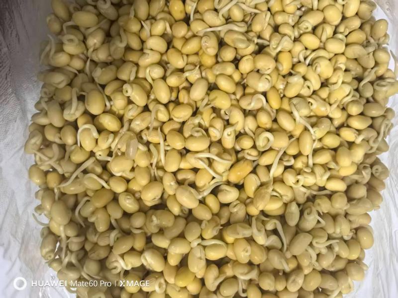 豆芽