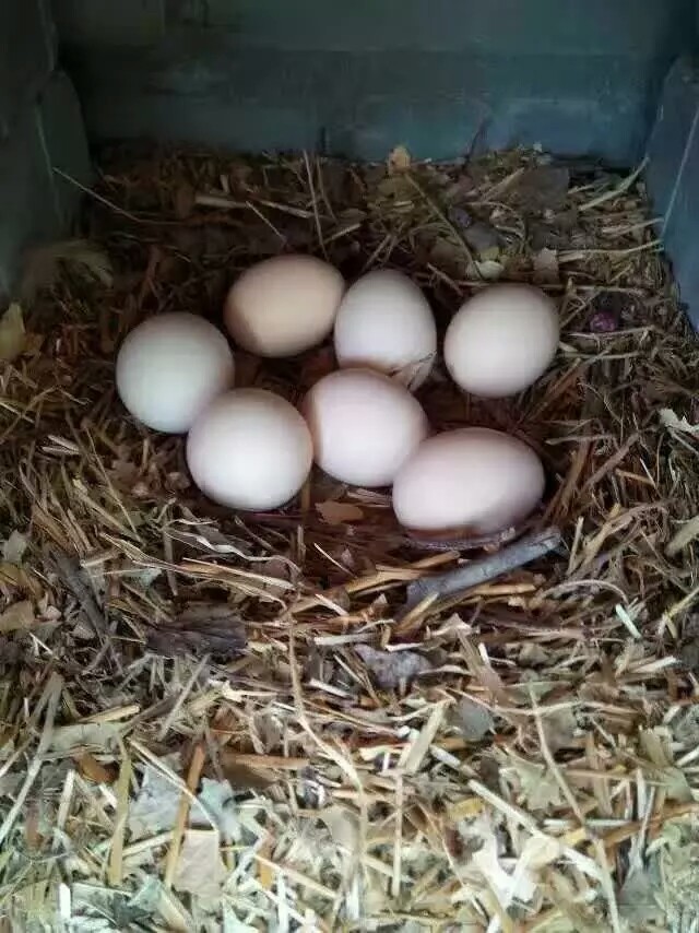 家养土鸡单