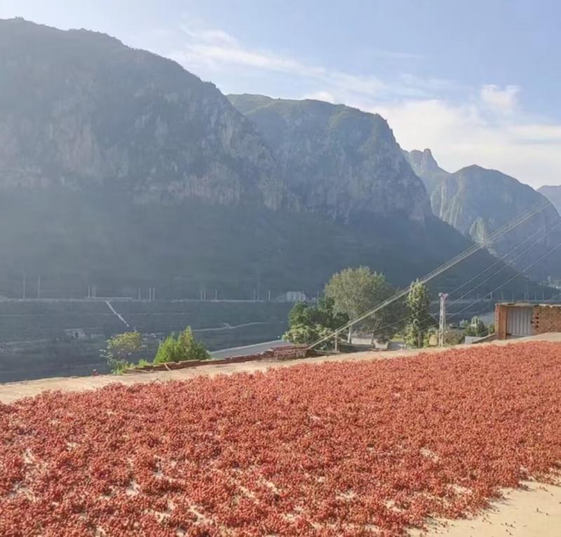 新鲜的干花椒，无任何添加剂