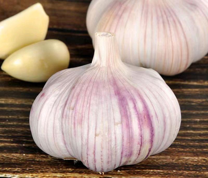 紫皮大蒜