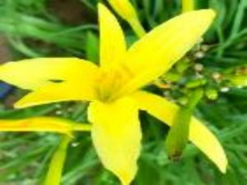 大同黄花（200g）*1袋