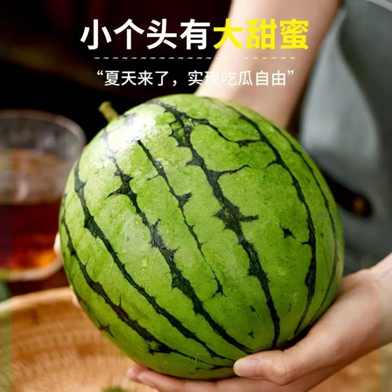 现摘新鲜麒麟西瓜