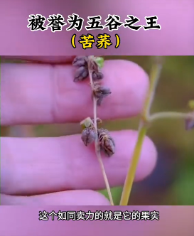 苦蕎果實.png
